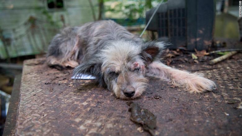 The Humane Society of the United States joins the Jefferson County Sheriff's Office in the life saving mission for more than 60 dogs in a suspected cruelty case in Jefferson County Arkansas on Wednesday, June 29, 2016. (Photo/Meredith Lee)